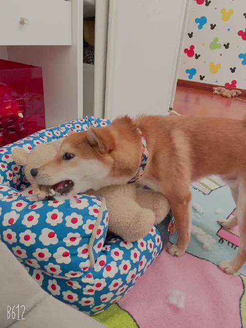 狗狗吃了一点抹茶没事吧缩略图
