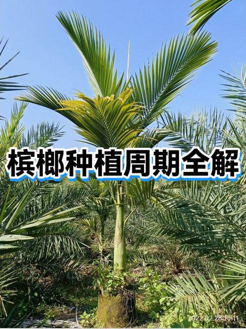 未来10内年槟榔会淘汰吗游戏截图