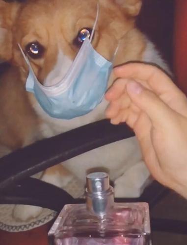 狗狗喷了香水几天会死缩略图