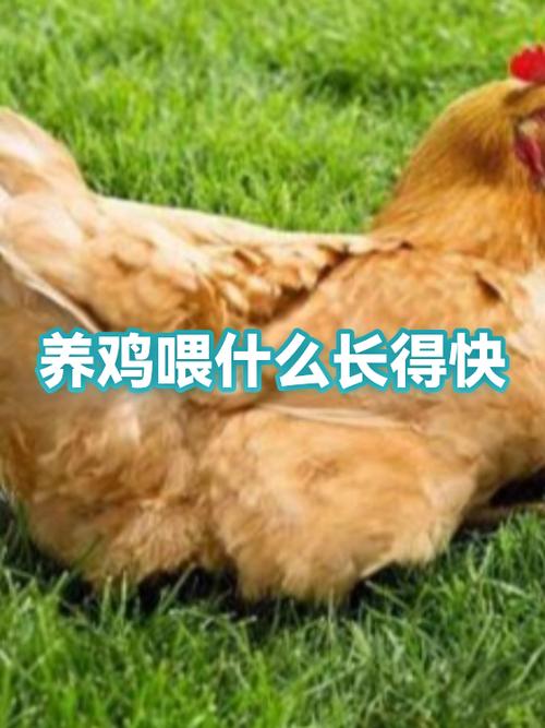 养鸡喂什么缩略图