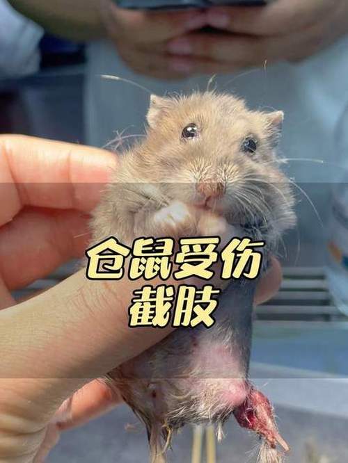 仓鼠把另一只仓鼠咬死了游戏截图