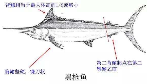 剑鱼和旗鱼和枪鱼缩略图