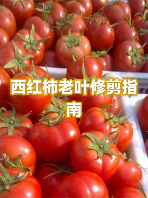 西红柿什么时候剪叶最佳缩略图