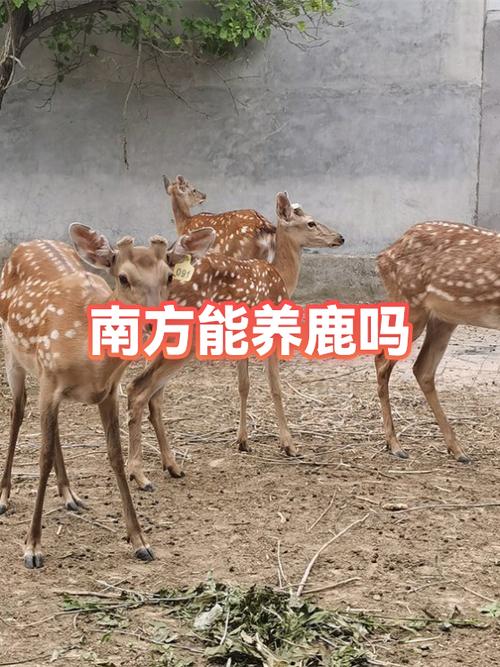 养鹿10只投资多少钱缩略图