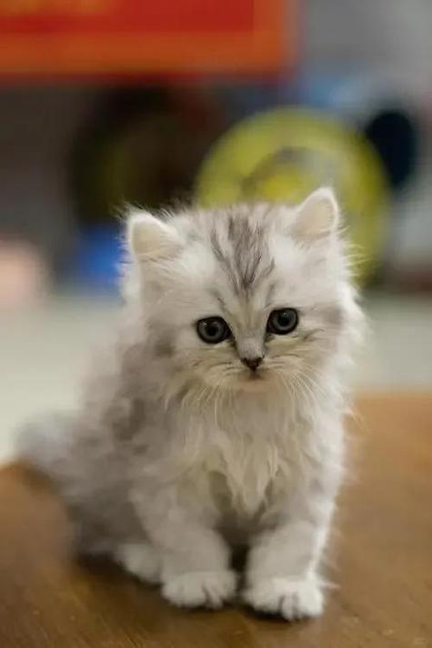 猫吃了鸡骨头4天后不舒服图标