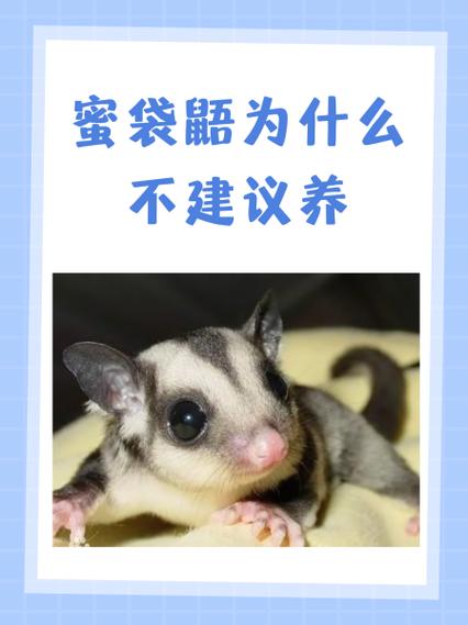 被蜜袋鼯咬了有死亡案例吗缩略图