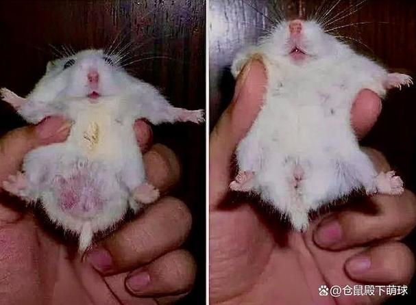 母仓鼠怕公仓鼠怎么办缩略图