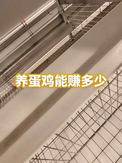 养100只蛋鸡一年能赚多少钱?游戏截图