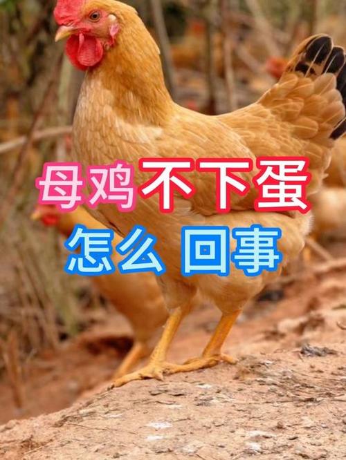 母鸡日后为什么会死掉图标
