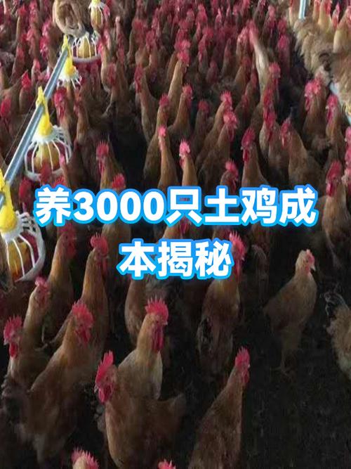 一只土鸡的养殖成本与利润缩略图