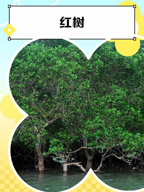 红树植物具有特殊的什么性缩略图