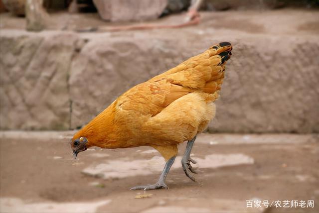 鸡最怕吃什么会死掉图标