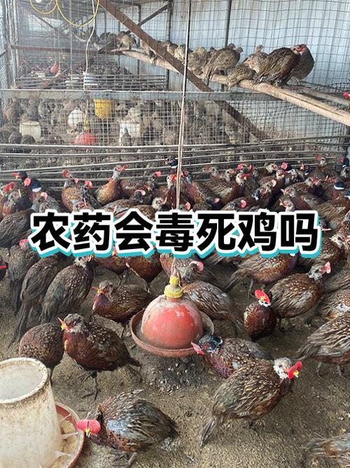 毒死别人的鸡是什么罪缩略图