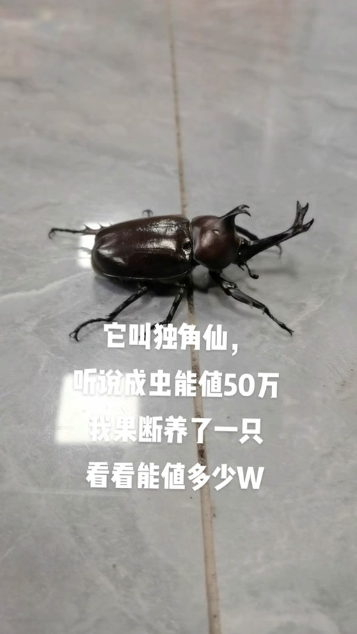 独角仙多少钱一只30万缩略图
