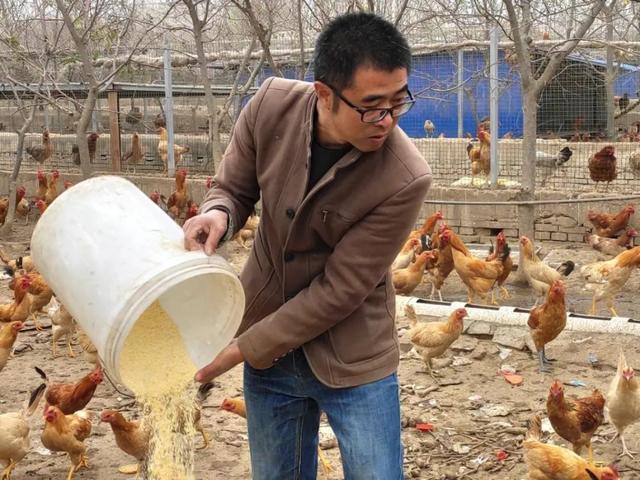 养鸡达人赚钱是真的吗缩略图