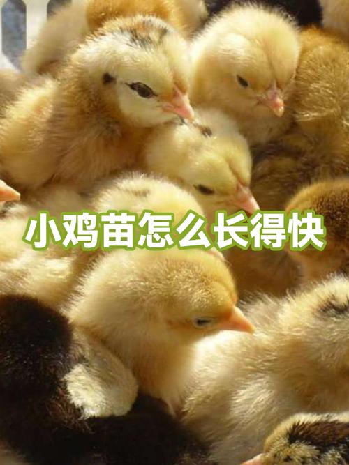 小鸡怎么养长得快不生病游戏截图