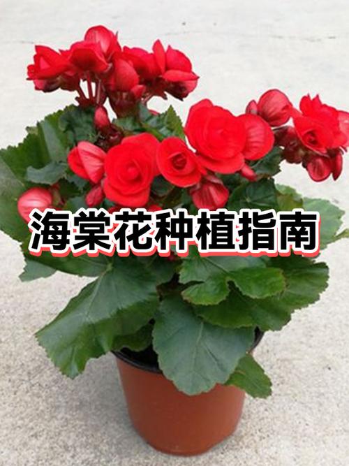 海棠种植方法和时间缩略图