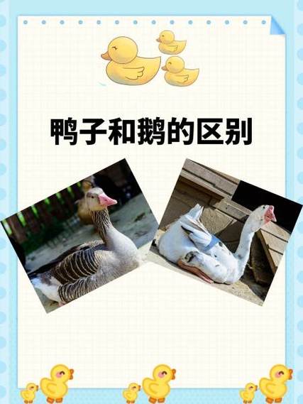 鸭子好喂还是鹅好喂缩略图