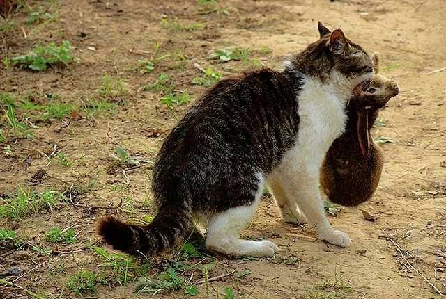 捕捉农村野猫最好方法图标