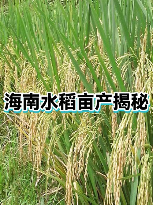 海南岛水稻的种植方式缩略图