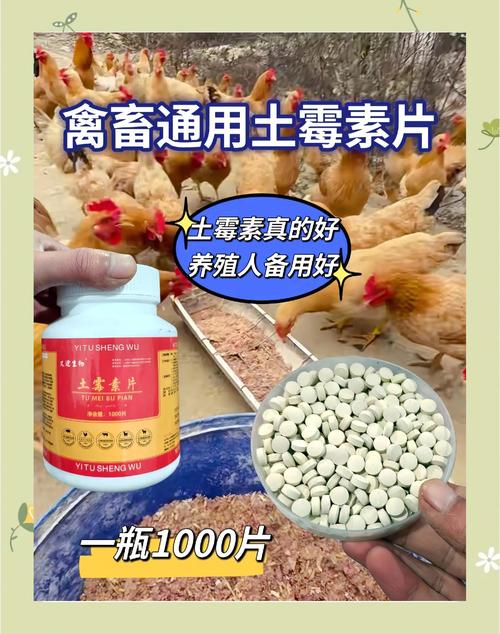 鸡掉毛不下蛋了要吃什么药好缩略图