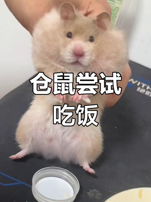 金丝熊吃大米饭吗缩略图