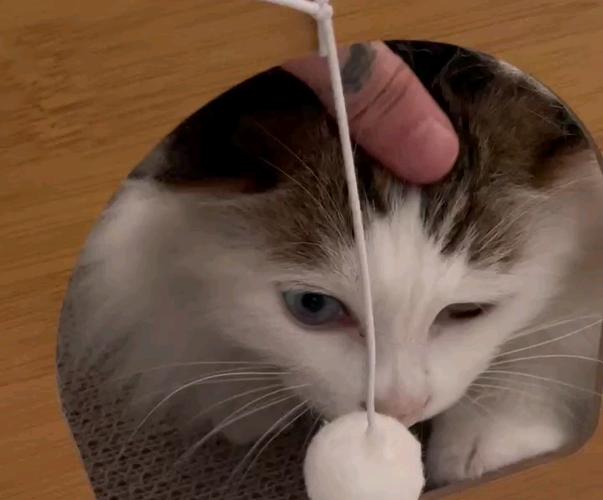 抖音网红猫球球是什么品种图标