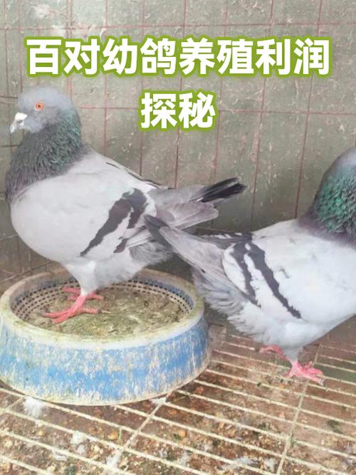 养殖鸽子100对的成本利润缩略图