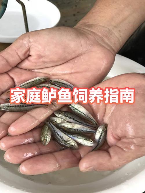 鲈鱼杀了第二天能吃吗缩略图