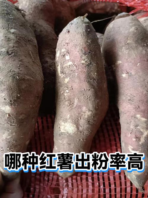 红薯出粉率最高的品种游戏截图