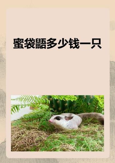 蜜袋鼯价格多少钱一只缩略图