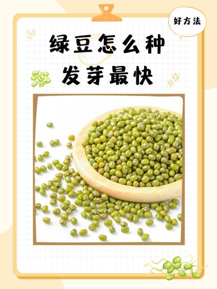 怎样生绿豆芽快又大图标