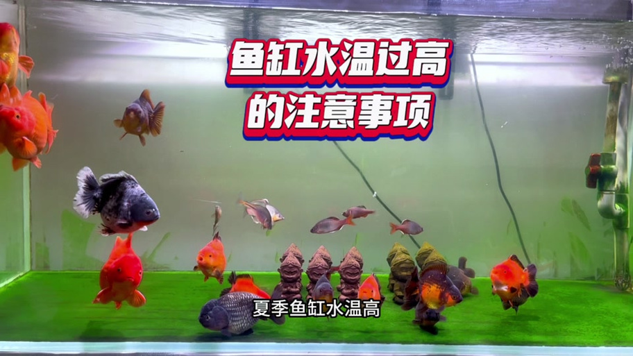 森森鱼缸设置温度缩略图