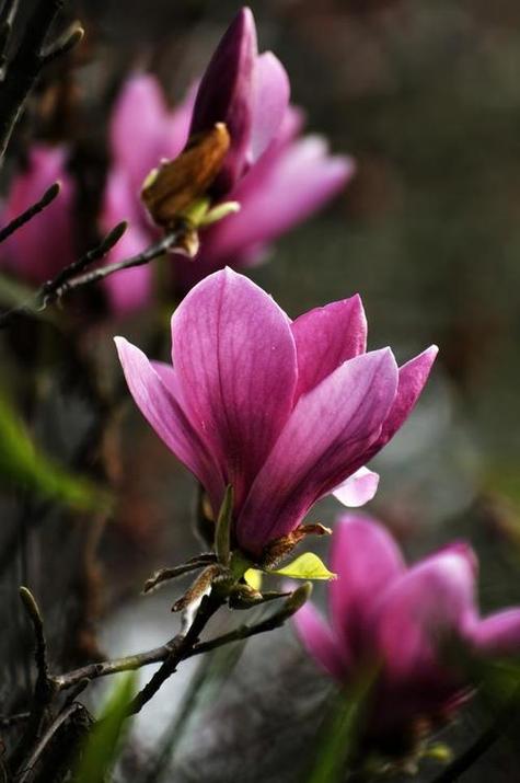 《木兰花》原文及翻译缩略图