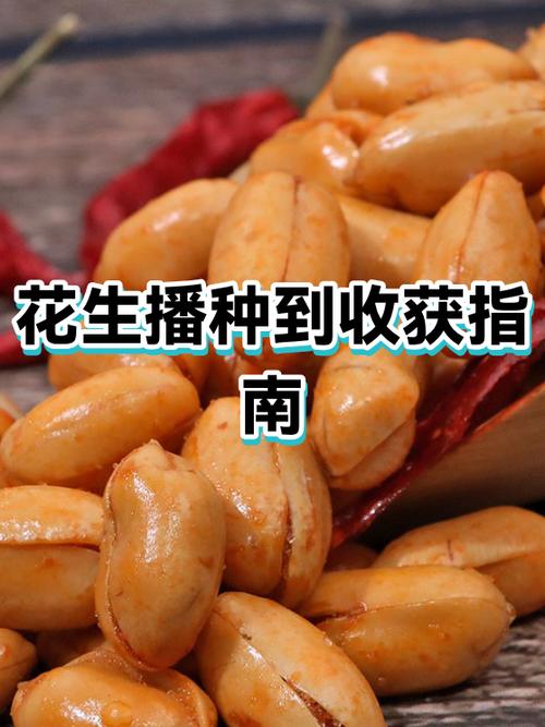 花生皮尽量少吃的原因缩略图