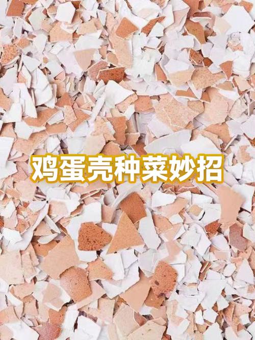 鸡蛋壳种菜十大最佳品种缩略图
