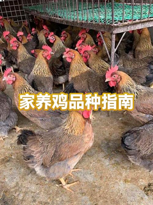 养鸡赚钱吗什么样鸡白鸡蛋缩略图