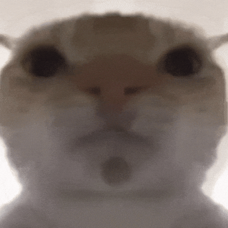 meme猫表情包GIF动态缩略图