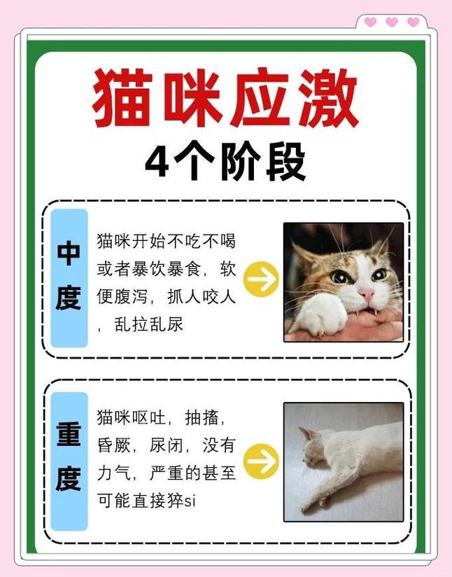 猫肉对支气管哮喘有效吗缩略图