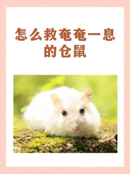 小仓鼠快要死的时候吃什么缩略图