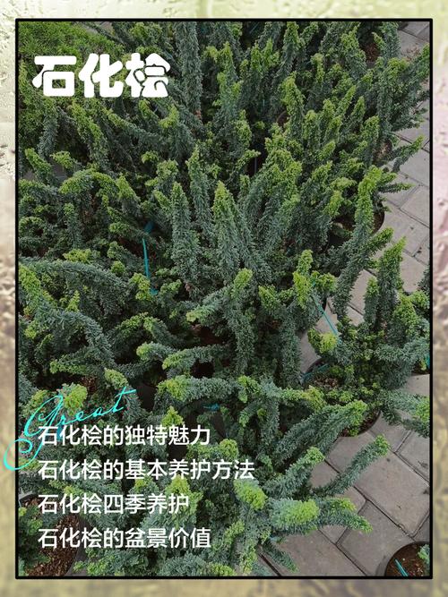 众诚松原石化桧林图标