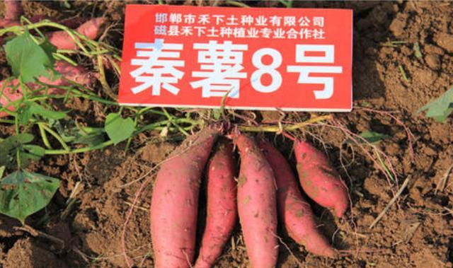 秦薯8号红薯品种介绍缩略图