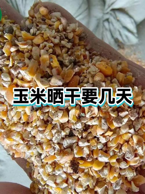 晒干的玉米粒可以存放多久图标