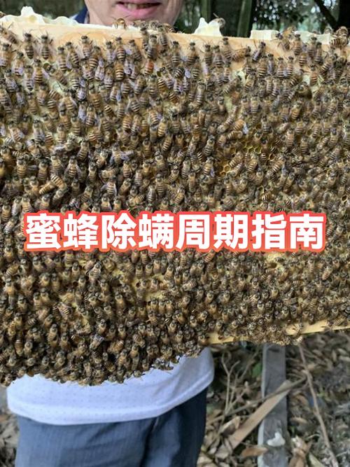 蜜蜂病毒怎样治疗方法游戏截图