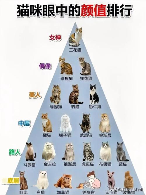 猫咪眼中颜值排行榜缩略图