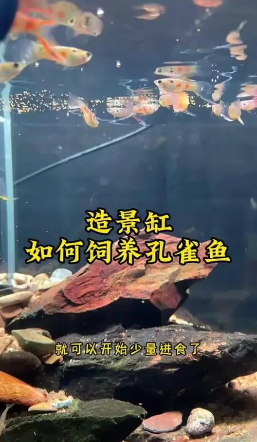 养孔雀鱼用什么铺底好图标