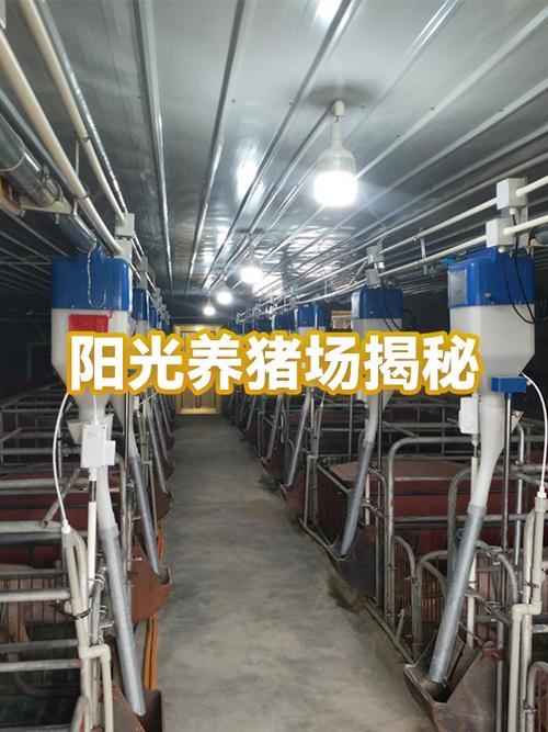阳光养猪场赚钱是真的吗靠谱不缩略图