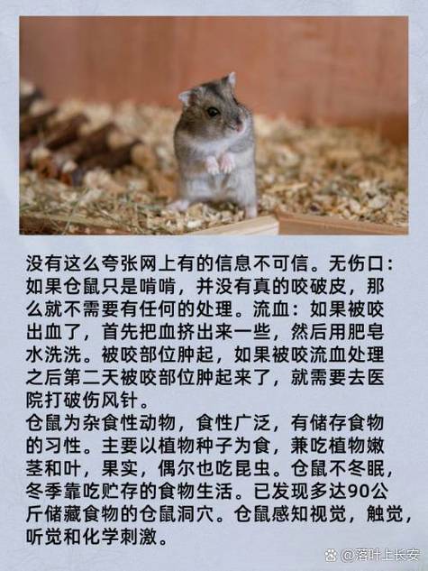 仓鼠为什么咬另一只仓鼠死游戏截图