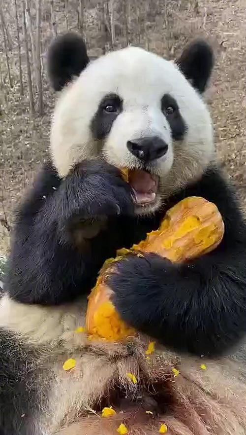 熊猫吃什么食物为主缩略图