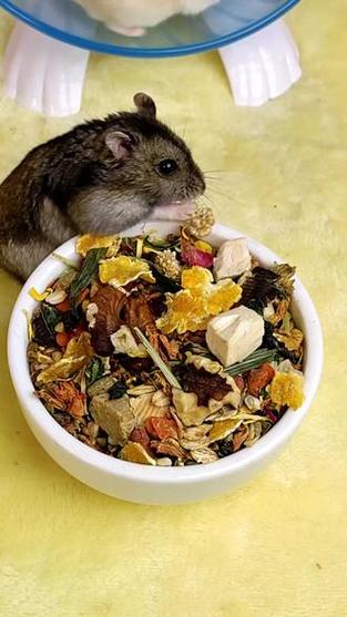 仓鼠吃多少粮食一般一天一顿缩略图
